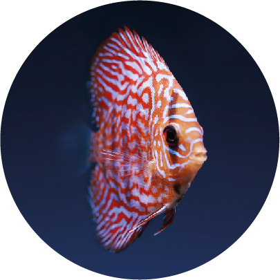 Aquariophilie