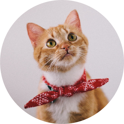 Chats