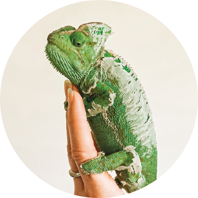 Reptiles